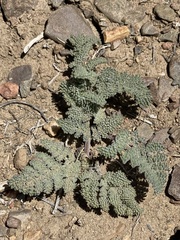 Cymopterus cinerarius