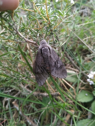 southern pine hawkmoth
