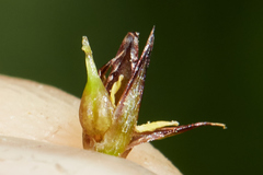 Juncus phaeocephalus paniculatus
