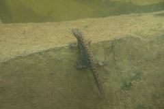 Lissotriton lantzi