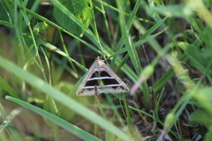 Grammodes bifasciata