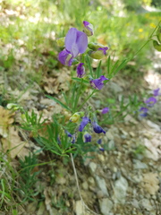 Lathyrus filiformis