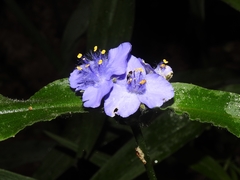 Tradescantia subaspera subaspera