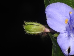 Tradescantia subaspera subaspera