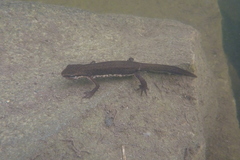 Lissotriton lantzi