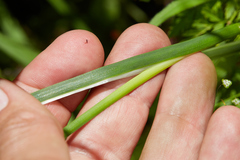 Juncus phaeocephalus paniculatus