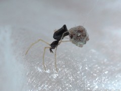 Coleosoma acutiventer
