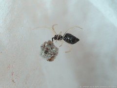 Coleosoma acutiventer