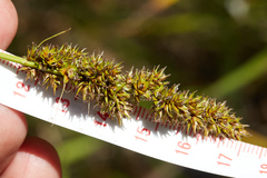 Carex densa