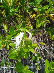 Lonicera japonica