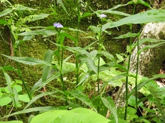 Tradescantia subaspera subaspera