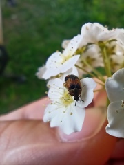 Polyphaga