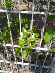 Lonicera japonica