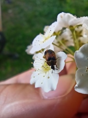 Polyphaga