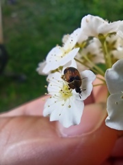 Polyphaga