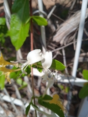 Lonicera japonica