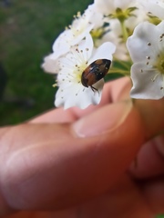 Polyphaga