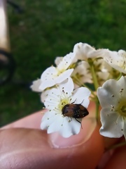 Polyphaga