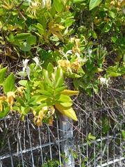 Lonicera japonica