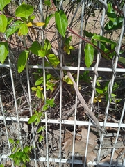 Lonicera japonica