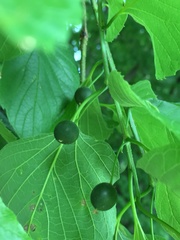 Celtis occidentalis