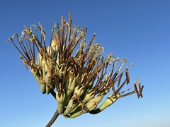 Agave datylio