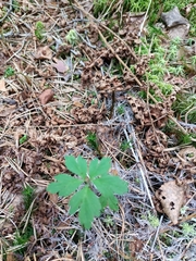 Anemonoides nemorosa