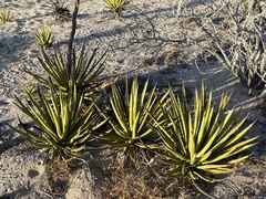 Agave datylio