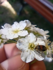 Polyphaga