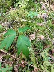 Anemonoides nemorosa