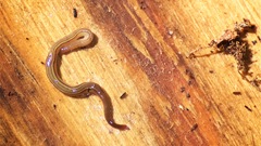 Caenoplana