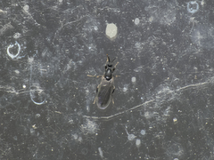 Scatopsinae