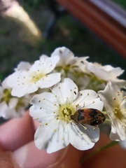 Polyphaga