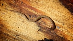 Caenoplana