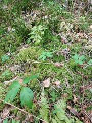 Anemonoides nemorosa