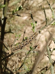 Athroolopha pennigeraria