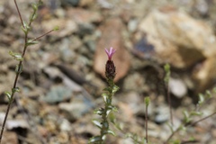 Lessingia ramulosa