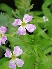 Malcolmia maritima
