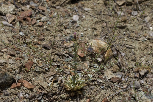 Image of Lessingia ramulosa by (c) Arvel Hernandez, some rights reserved (CC BY)