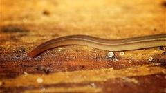 Caenoplana