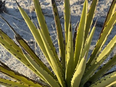Agave datylio