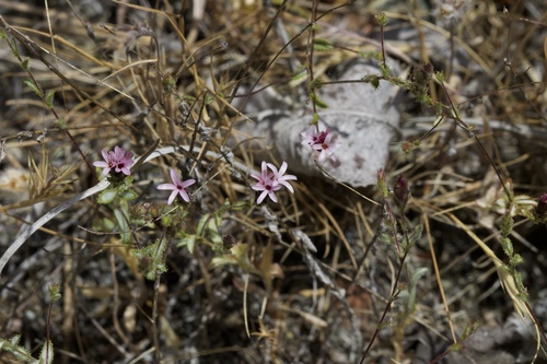Image of Sonoma Lessingia (Lessingia ramulosa) by (c) Arvel Hernandez, some rights reserved (CC BY)
