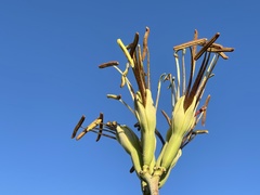 Agave datylio
