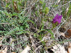Astragalus hypoglottis hypoglottis