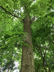 Celtis occidentalis