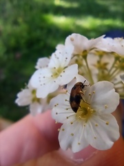 Polyphaga