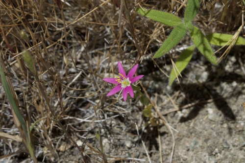 Image of Zeltnera trichantha by (c) Arvel Hernandez, some rights reserved (CC BY)