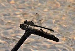 Hylogomphus geminatus