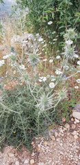 Echinops polyceras