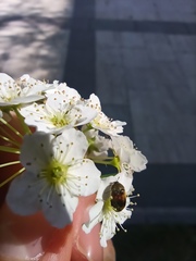 Polyphaga
